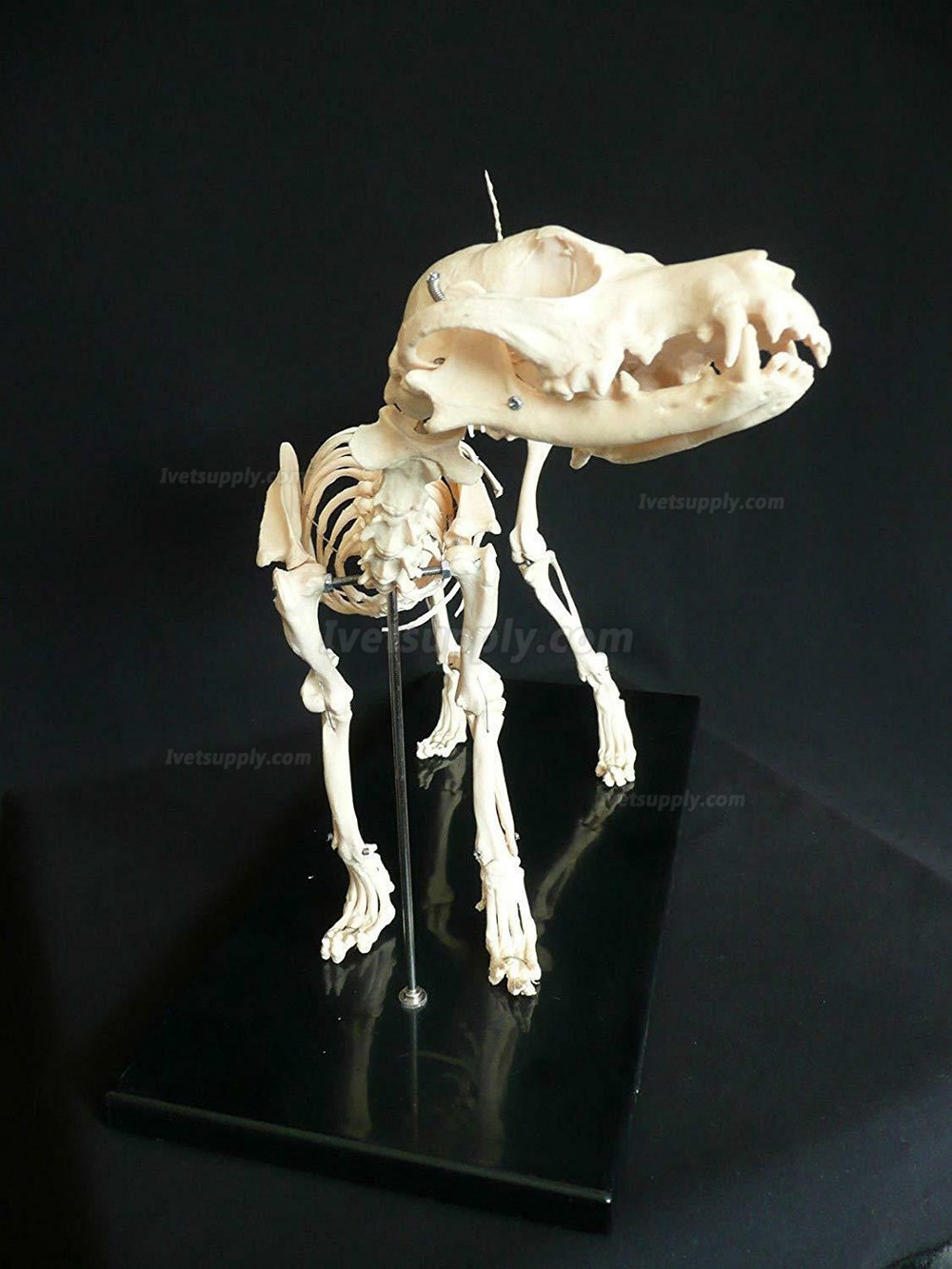 Dog Canine Skeleton Education Study Demonstration Model